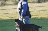 Sierra Canine Working Dogs
