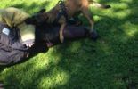 Sierra Canine Working Dogs