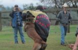Sierra Canine Working Dogs