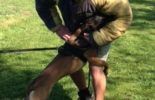 Sierra Canine Working Dogs
