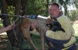 Sierra Canine Working Dogs