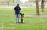 Sierra Canine Working Dogs