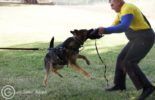 Sierra Canine Working Dogs