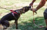 Sierra Canine Working Dogs