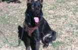 Sierra Canine Working Dogs