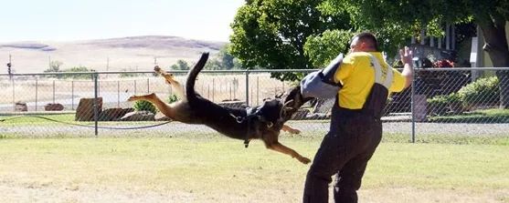Sierra Canine, 530-418-9898, Sierra Working dogs,  chico working dogs