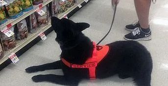 Sierra Canine, 530-418-9898, chico ca service dog training, service dogs chico ca, chico ca puppies