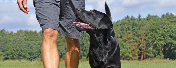 Sierra Canine, 530-418-9898, dog obedience training chico,  chico ca  dog obedience, dog obedience chico ca