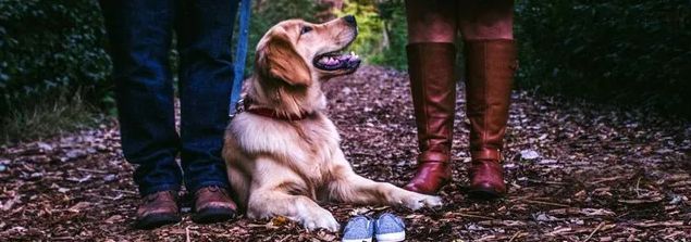 Sierra Canine, 530-418-9898, dog protection training Chico, dog obedience training chico ca