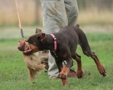 Sierra Canine, 530-418-9898, Sierra Working dogs,  chico working dogs