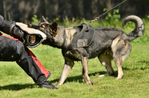 protection dog training Chico