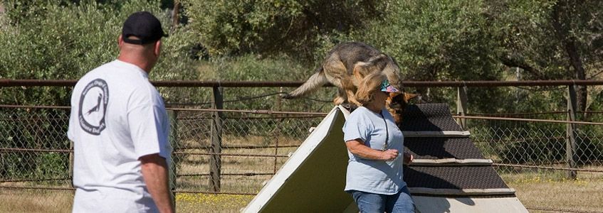Chico dog training by Sierra Canine