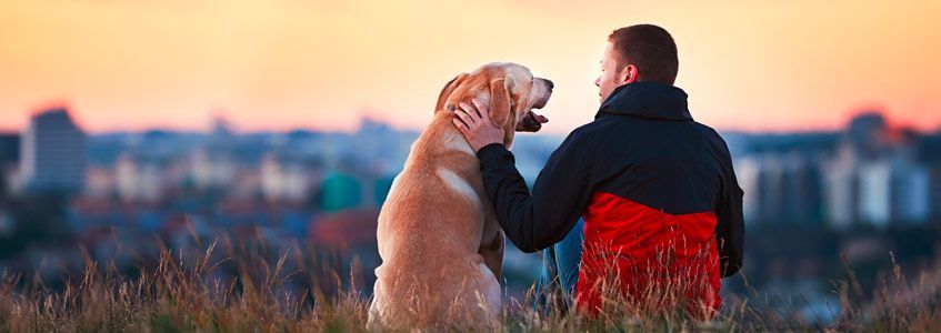 Sierra Canine Professional dog training services