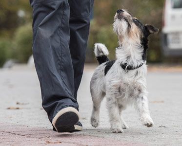 Sierra Canine professional dog training services