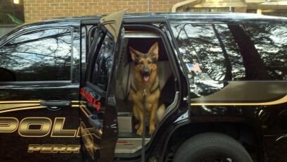 Sierra Canine protection training program