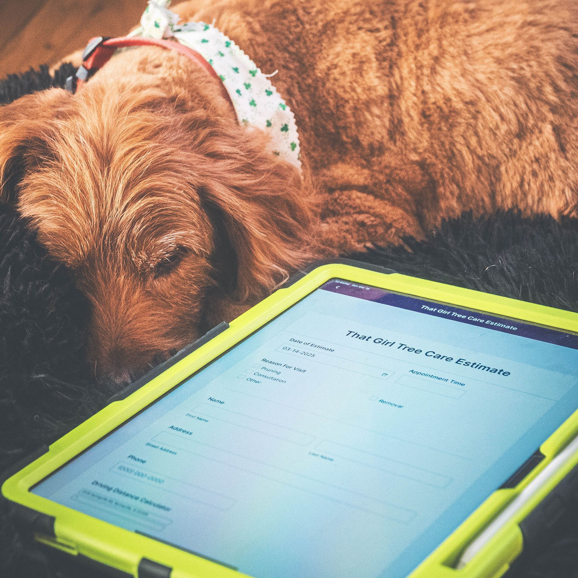 A dog is laying next to a tablet with a calendar on it