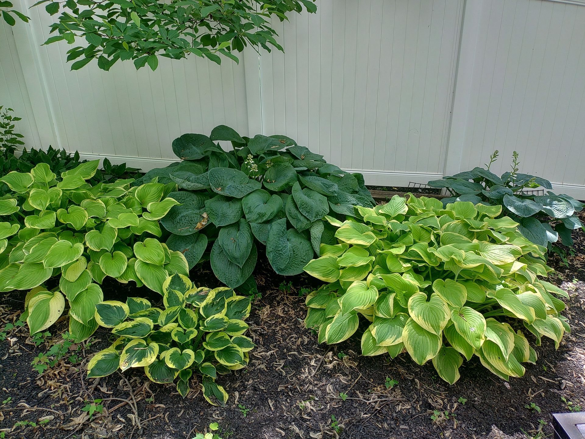 A small garden bed with several varieties of green and variegated hosta plants planted in front of a white fence.