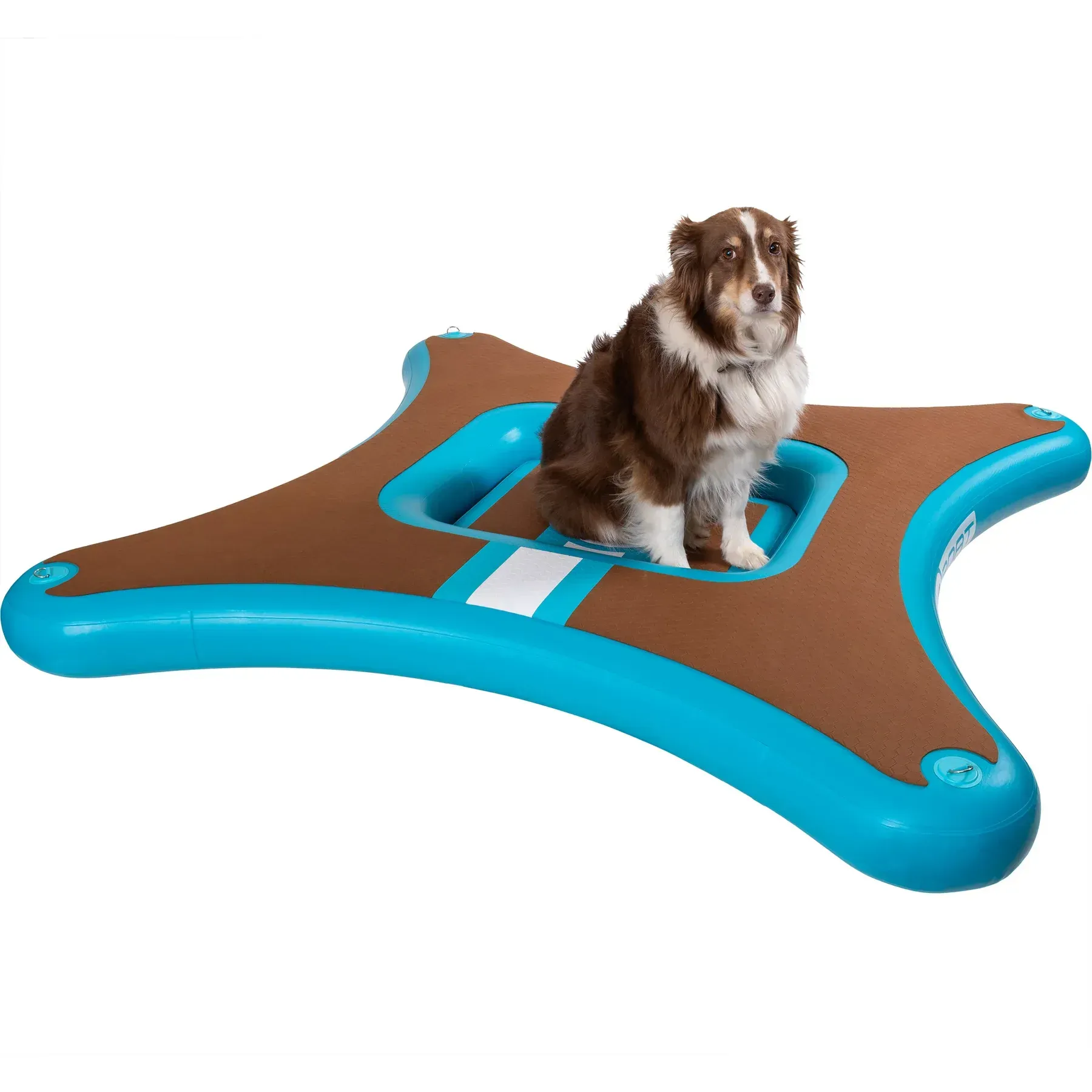 A brown and white dog is sitting on an inflatable raft.