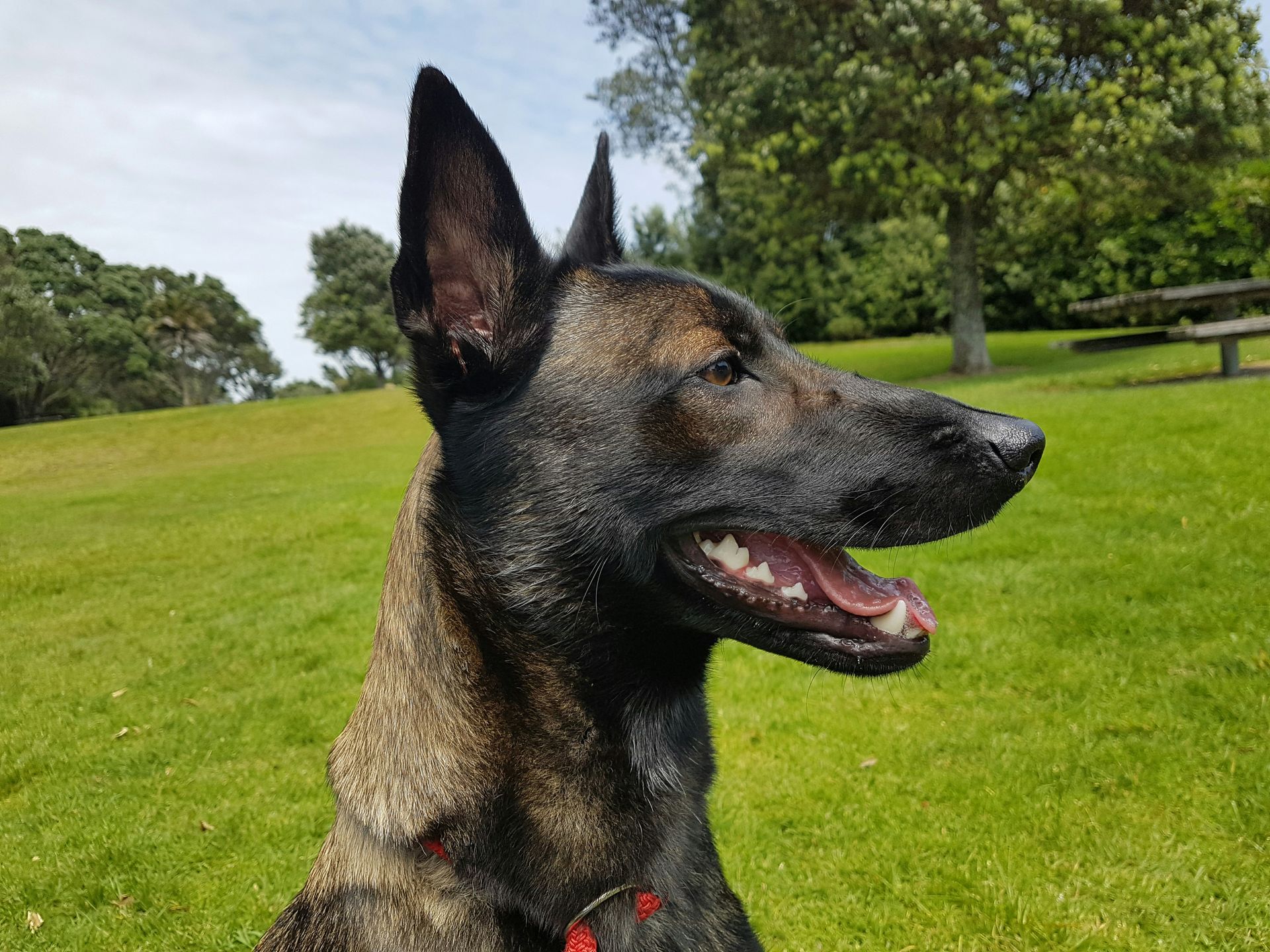 Service Dog