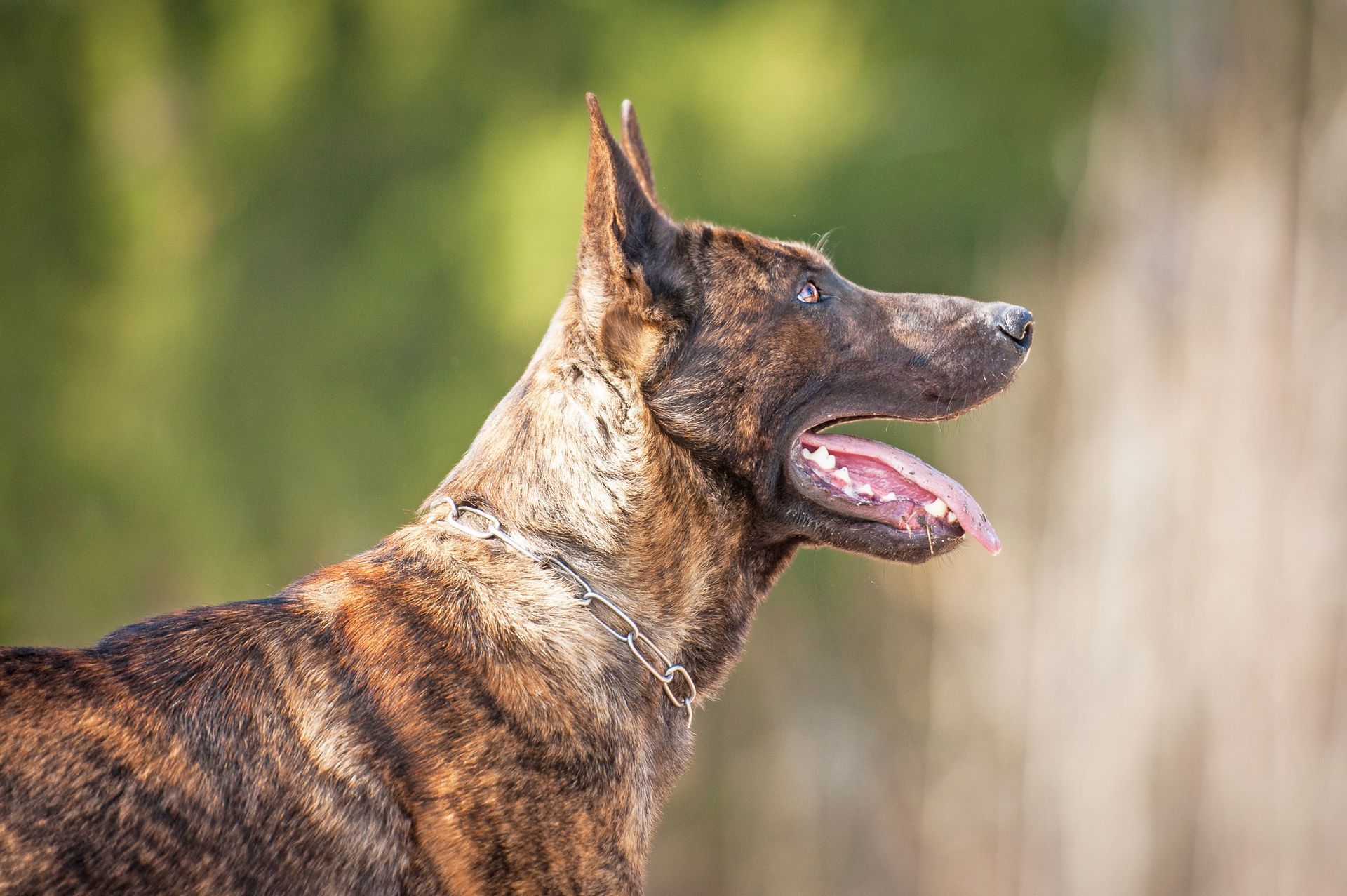 Veteran Soldier Dog