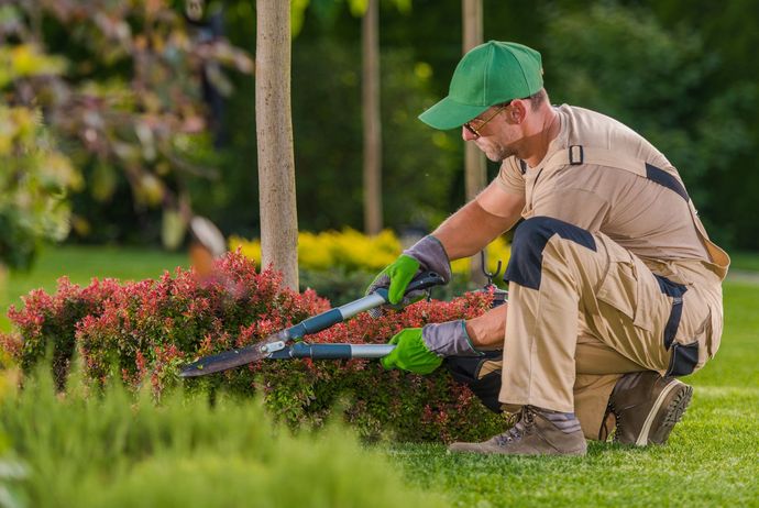 Gardener in green cap trimming red shrubs with hedge clippers in a park