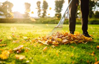 Person raking autumn leaves on a sunlit lawn