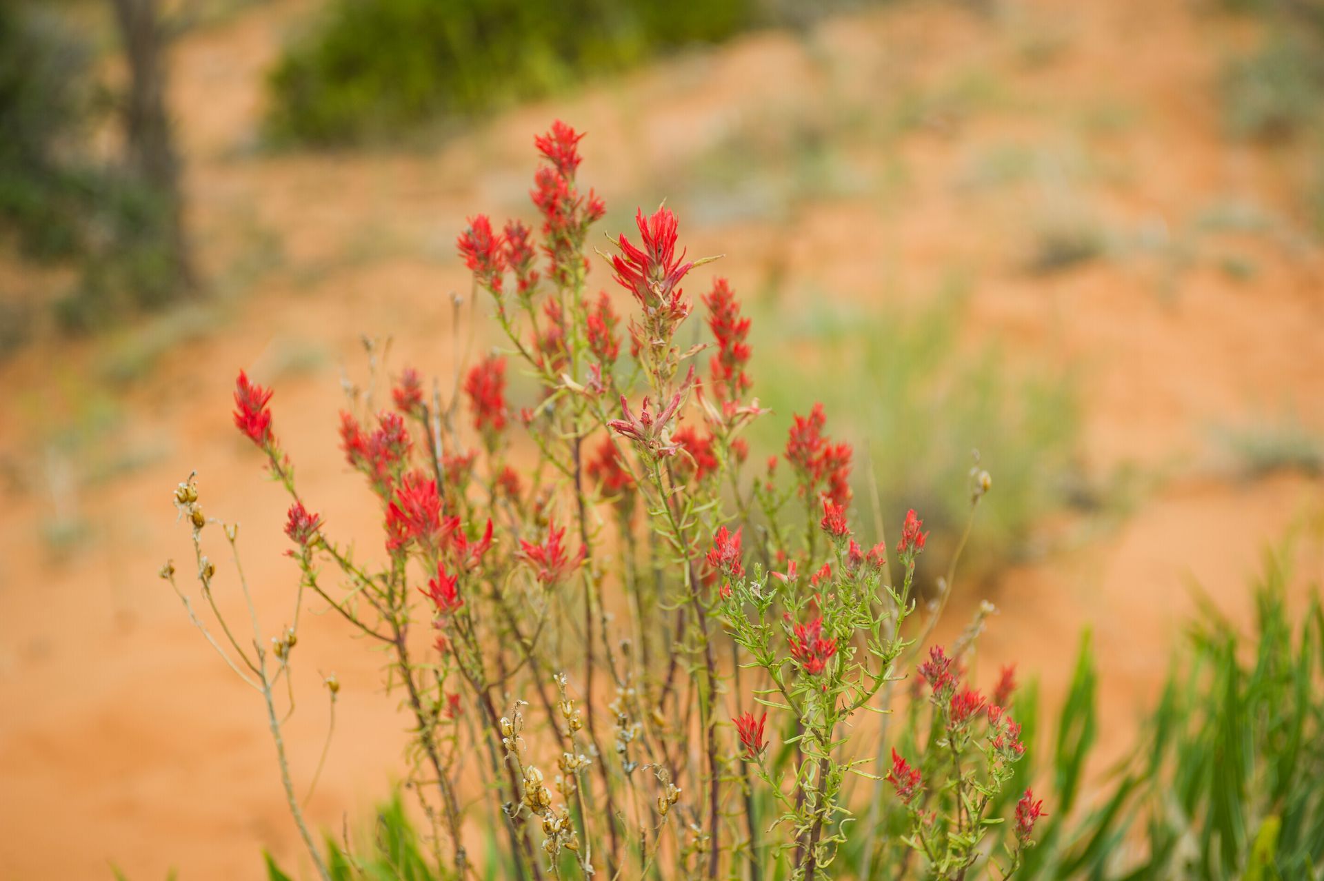 Red wildflowers blooming in a sandy desert environment.