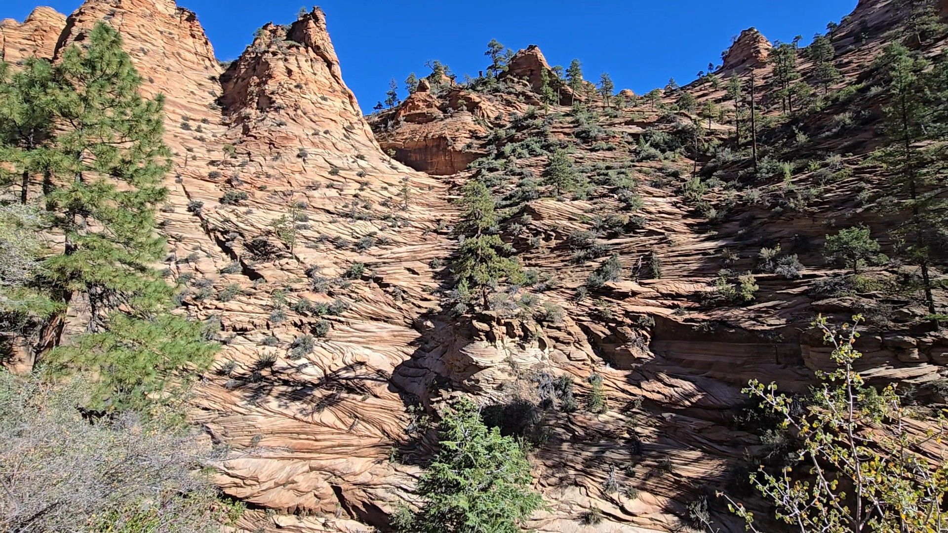 Red sandstone canyon cliffs under a clear blue sky, with sparse green shrubs in the foreground