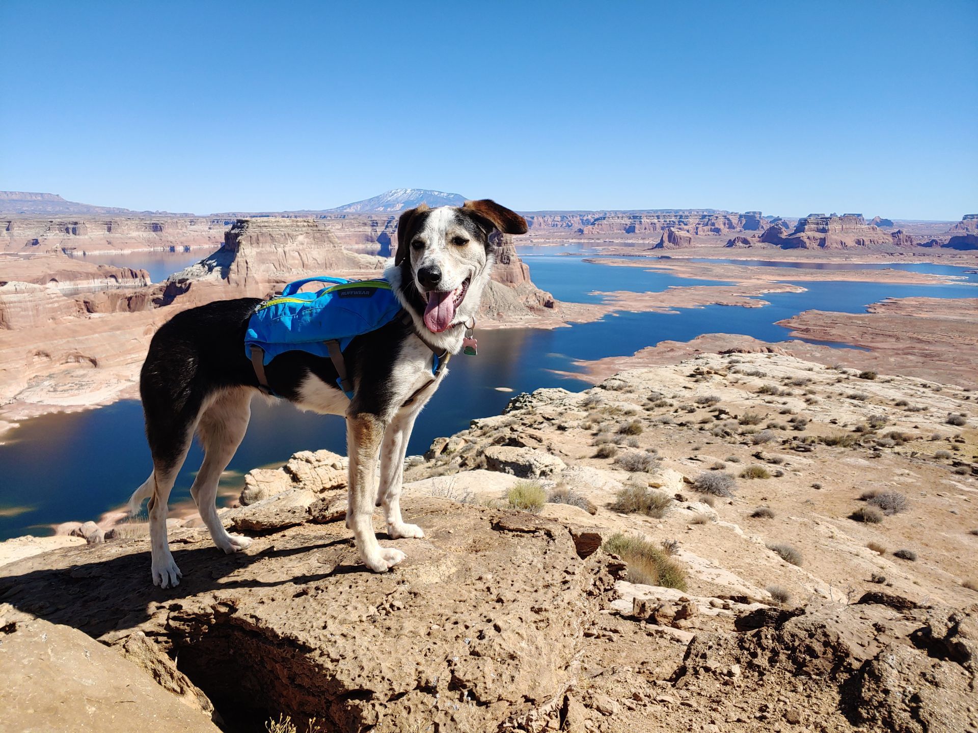 A dog stands in a canyon