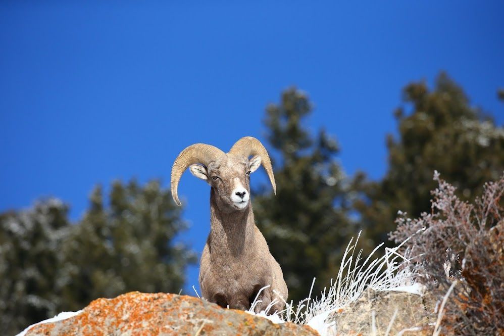 Bighorn sheep with large horns atop a rock, against a bright blue sky.