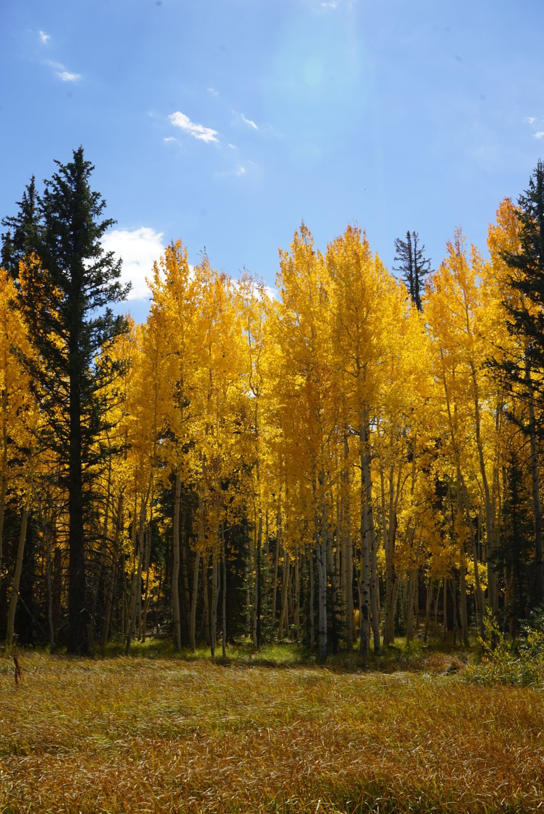 Yellow aspen trees in a forest with blue sky and few clouds. Sunlight shines on the colorful trees.