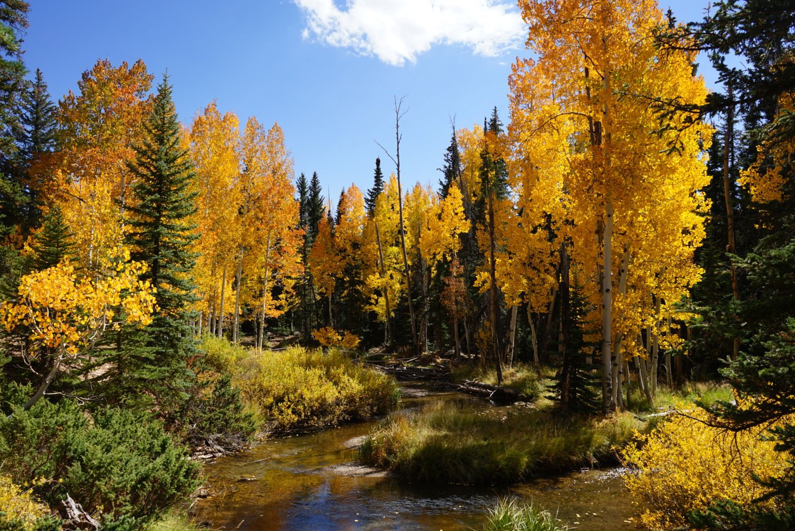 Golden aspen trees frame a creek flowing through a forest, under a bright blue sky.