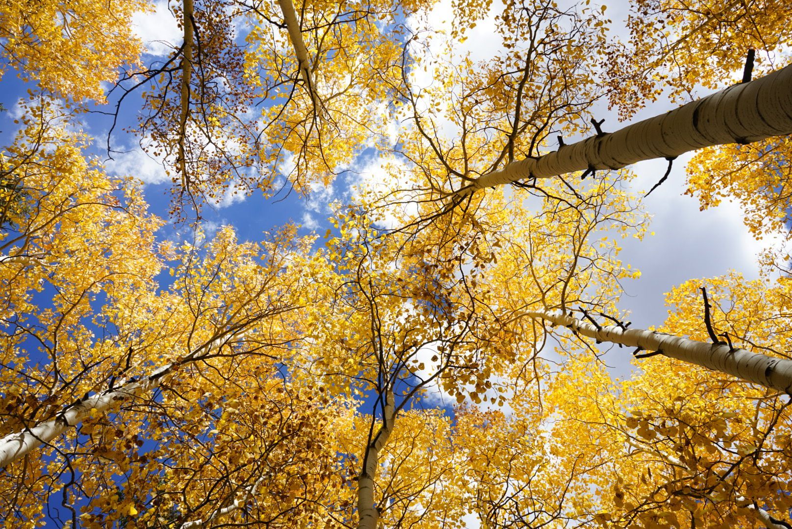 Looking up at autumn aspen trees with bright yellow leaves and blue sky.