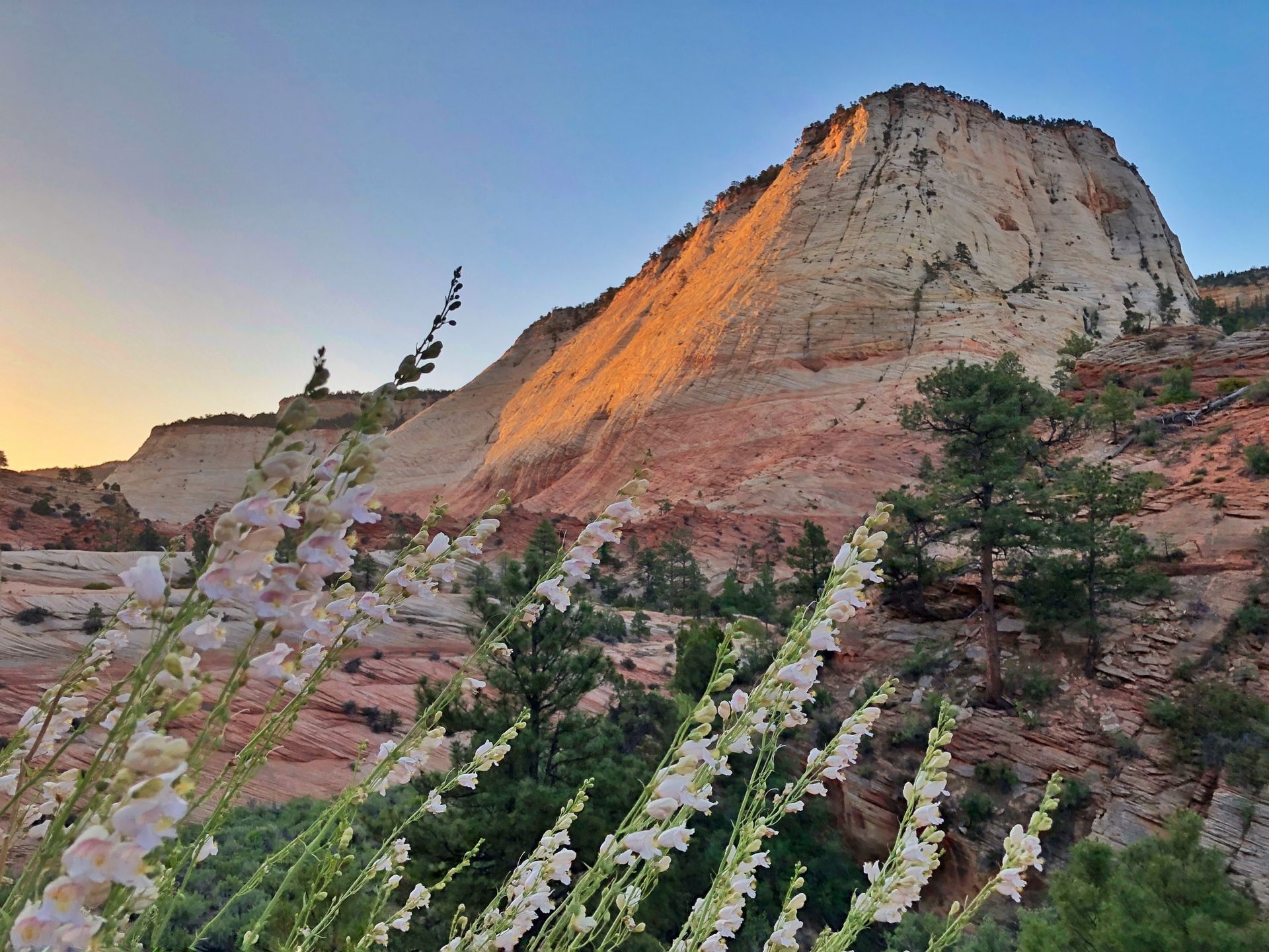 Sunlit sandstone mountain with white flowers in foreground, Zion National Park.
