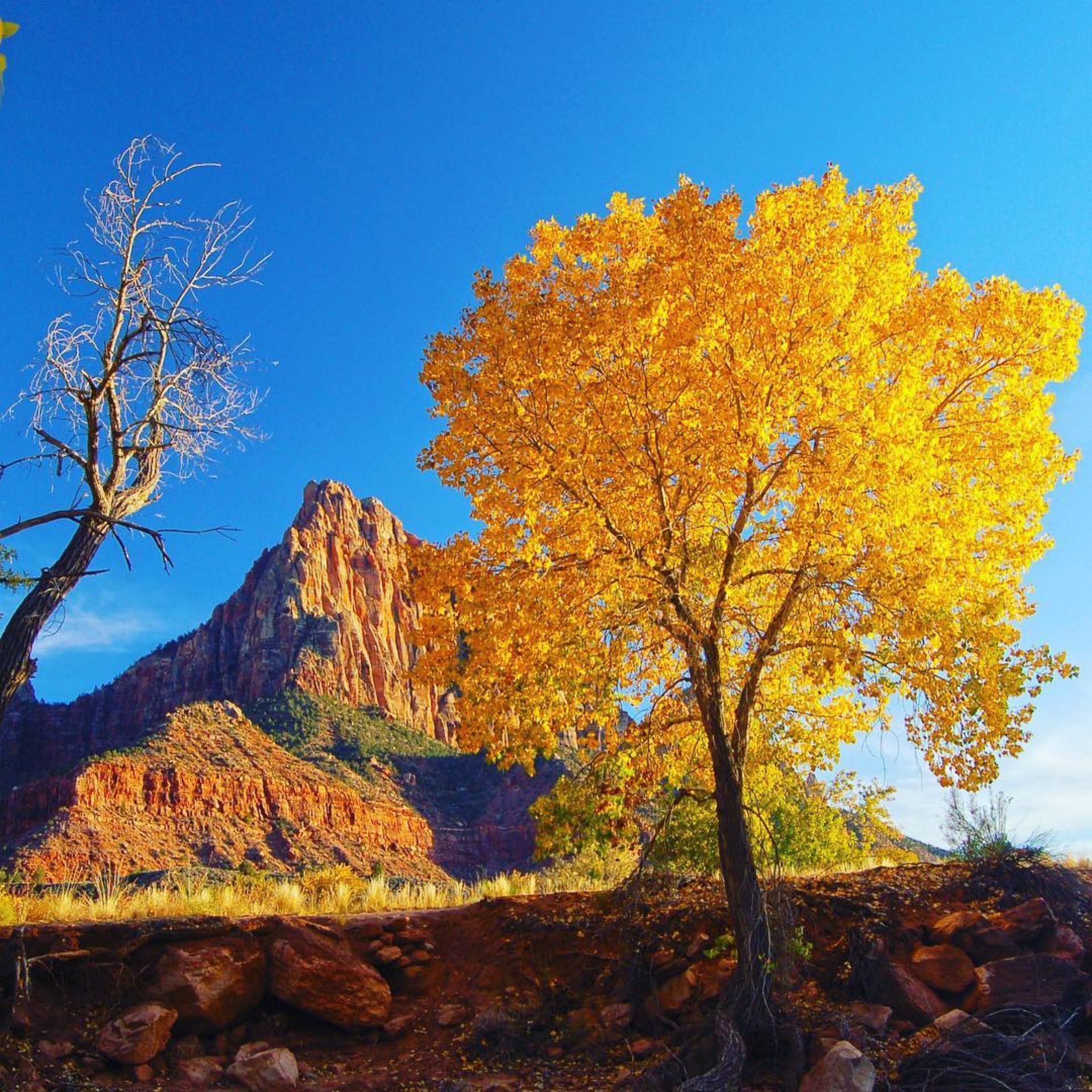 Bright yellow tree with fall foliage in front of a red rock mountain under a blue sky.