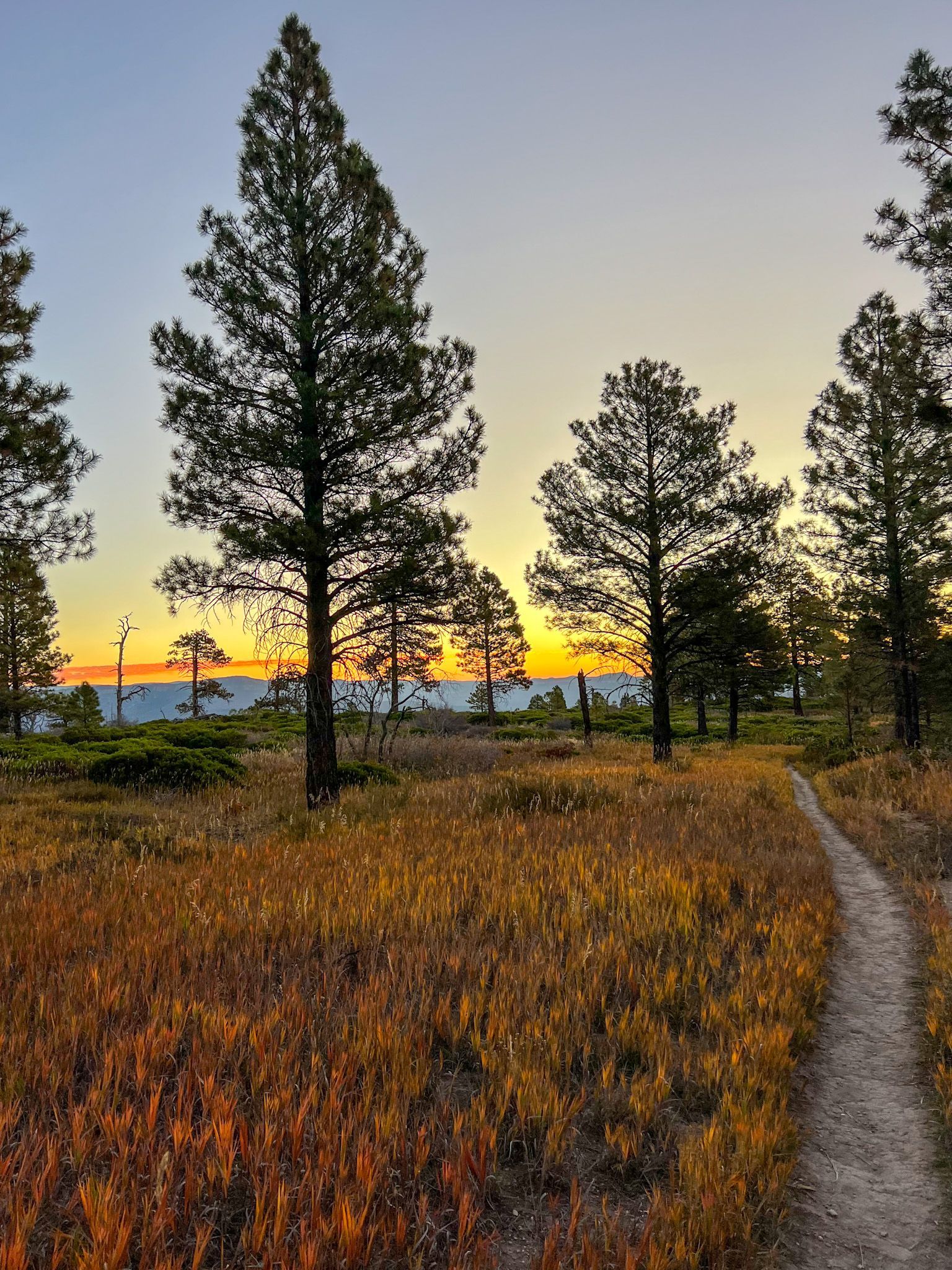 Trail through tall grasses and pine trees at sunset with an orange and blue sky.