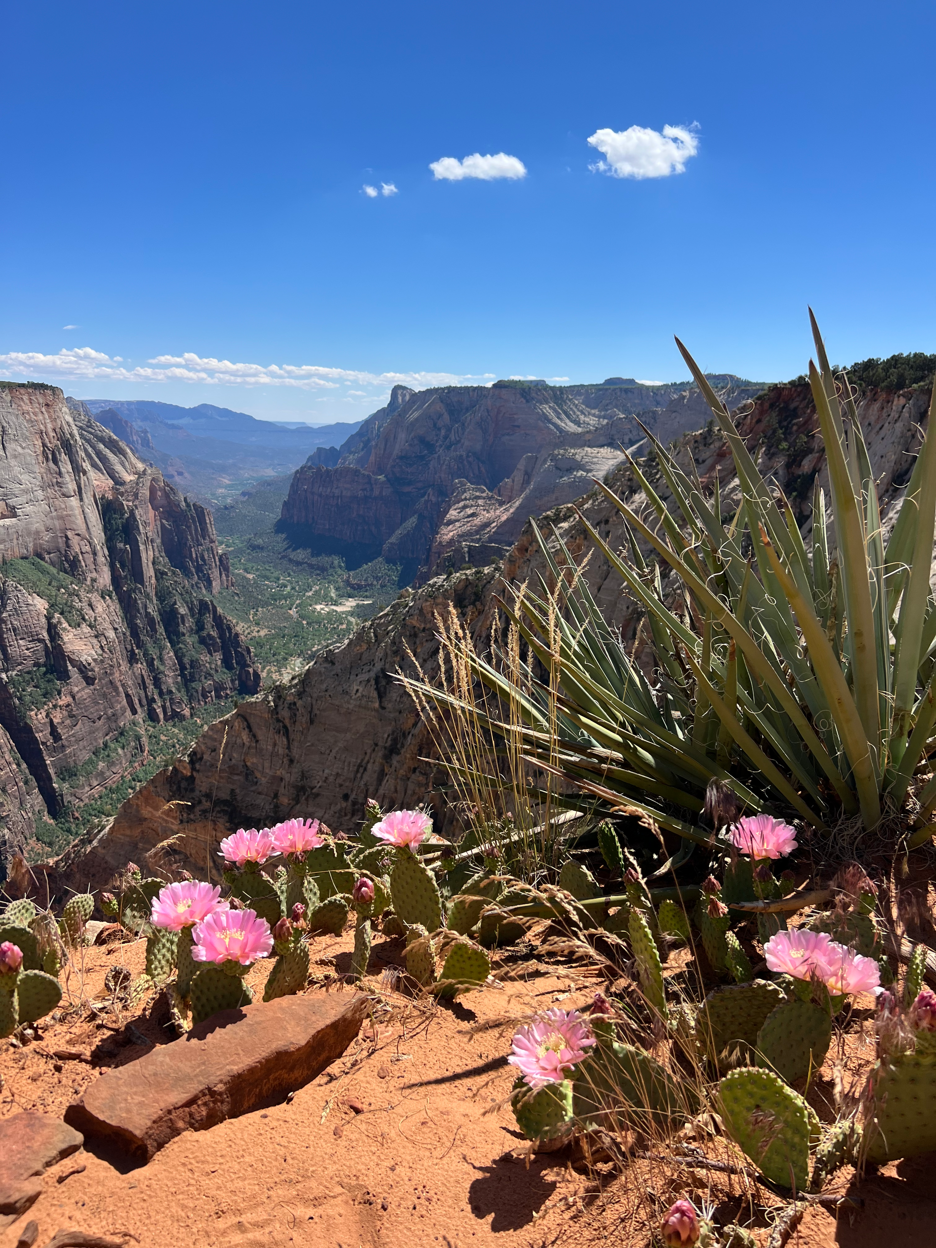 Pink cacti bloom on a red rock ledge overlooking a canyon in Zion National Park. Blue sky with clouds.