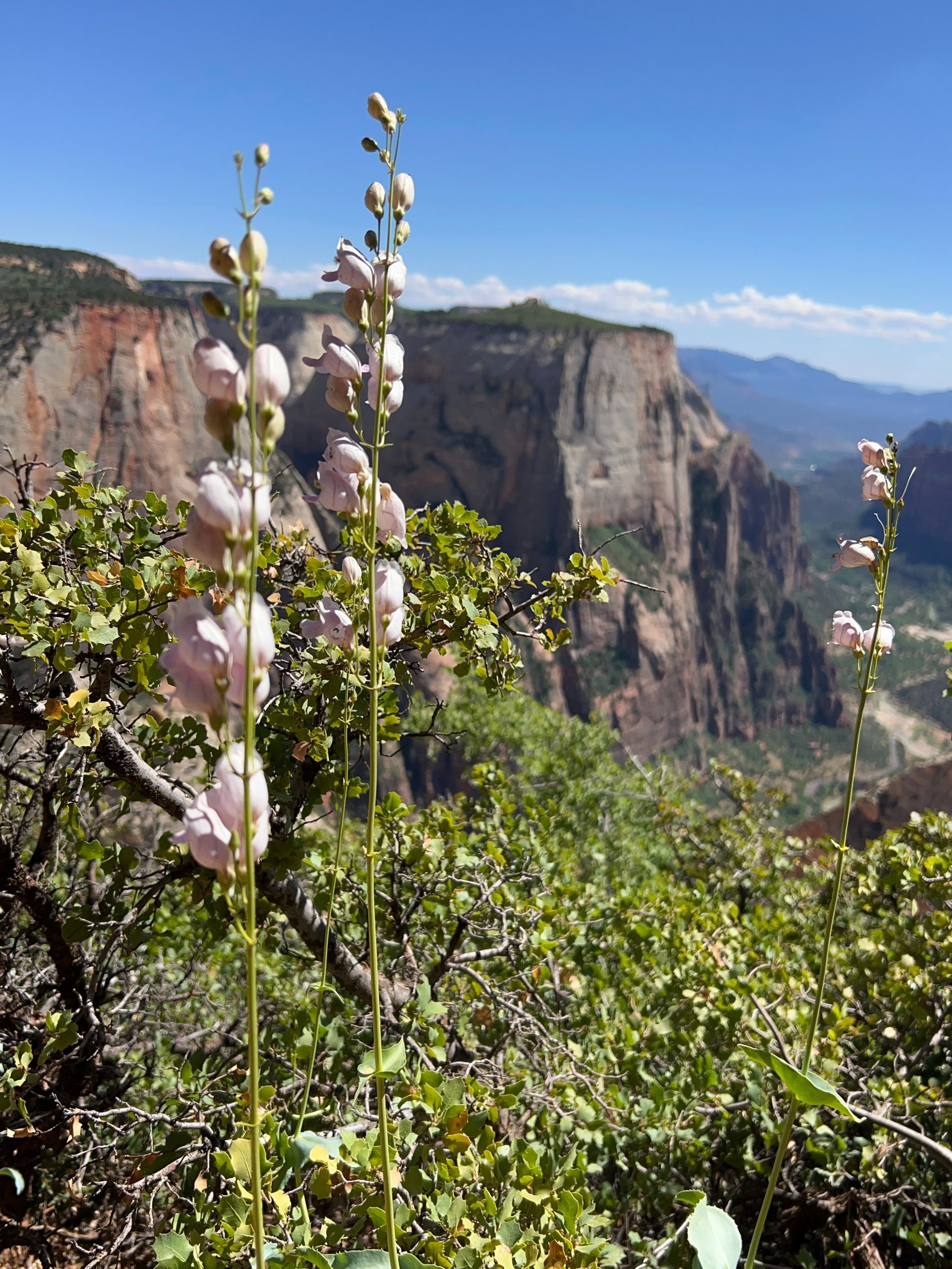 Pale pink wildflowers with a mountain vista backdrop under a bright blue sky.