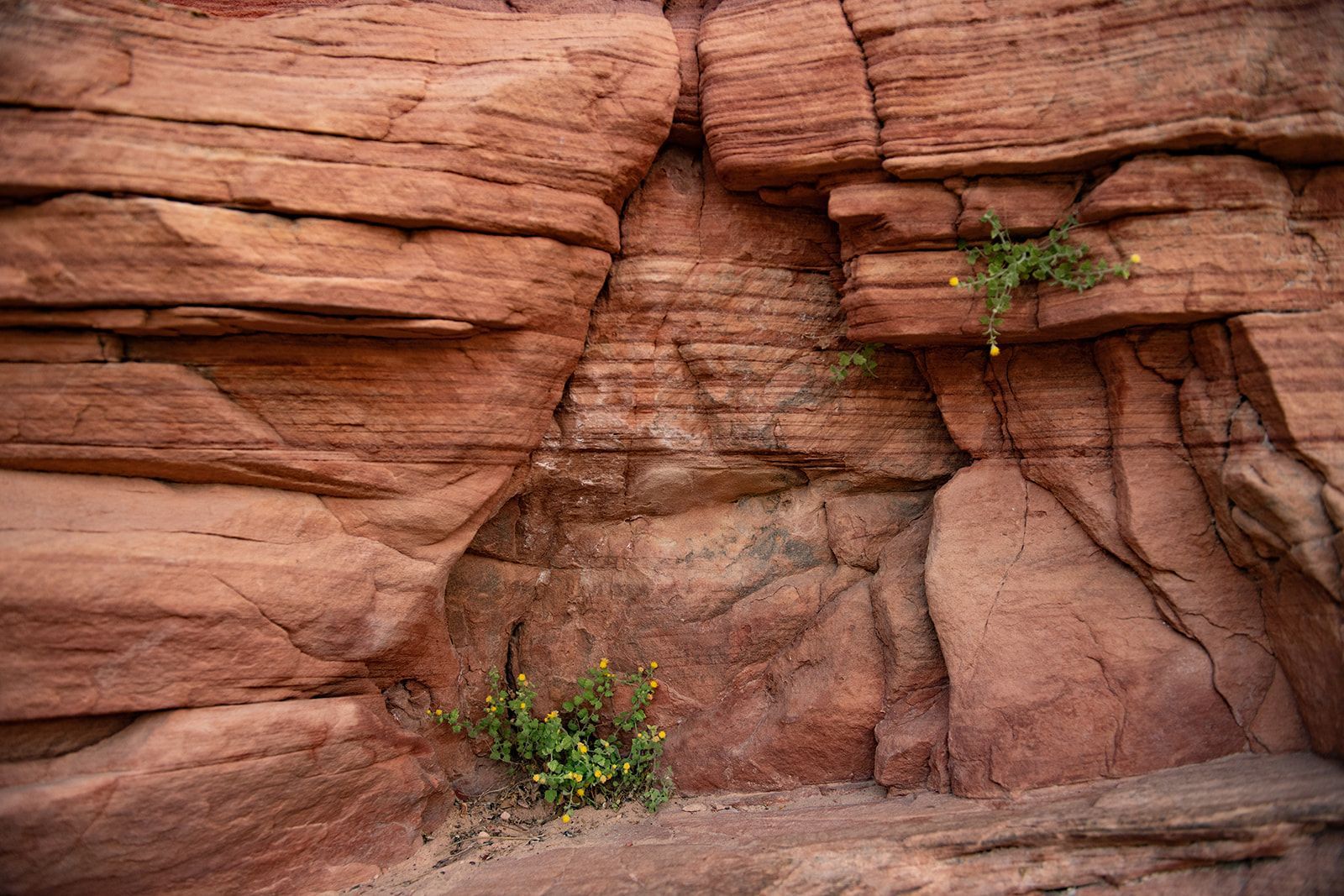Two people wearing helmets and harnesses stand in a narrow slot canyon.