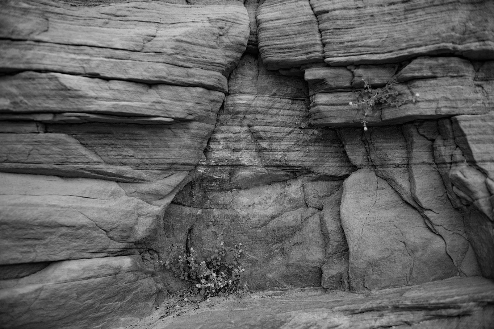 Close-up of a rocky cliff face in black and white. The rock layers are horizontal, with a small amount of vegetation growing.