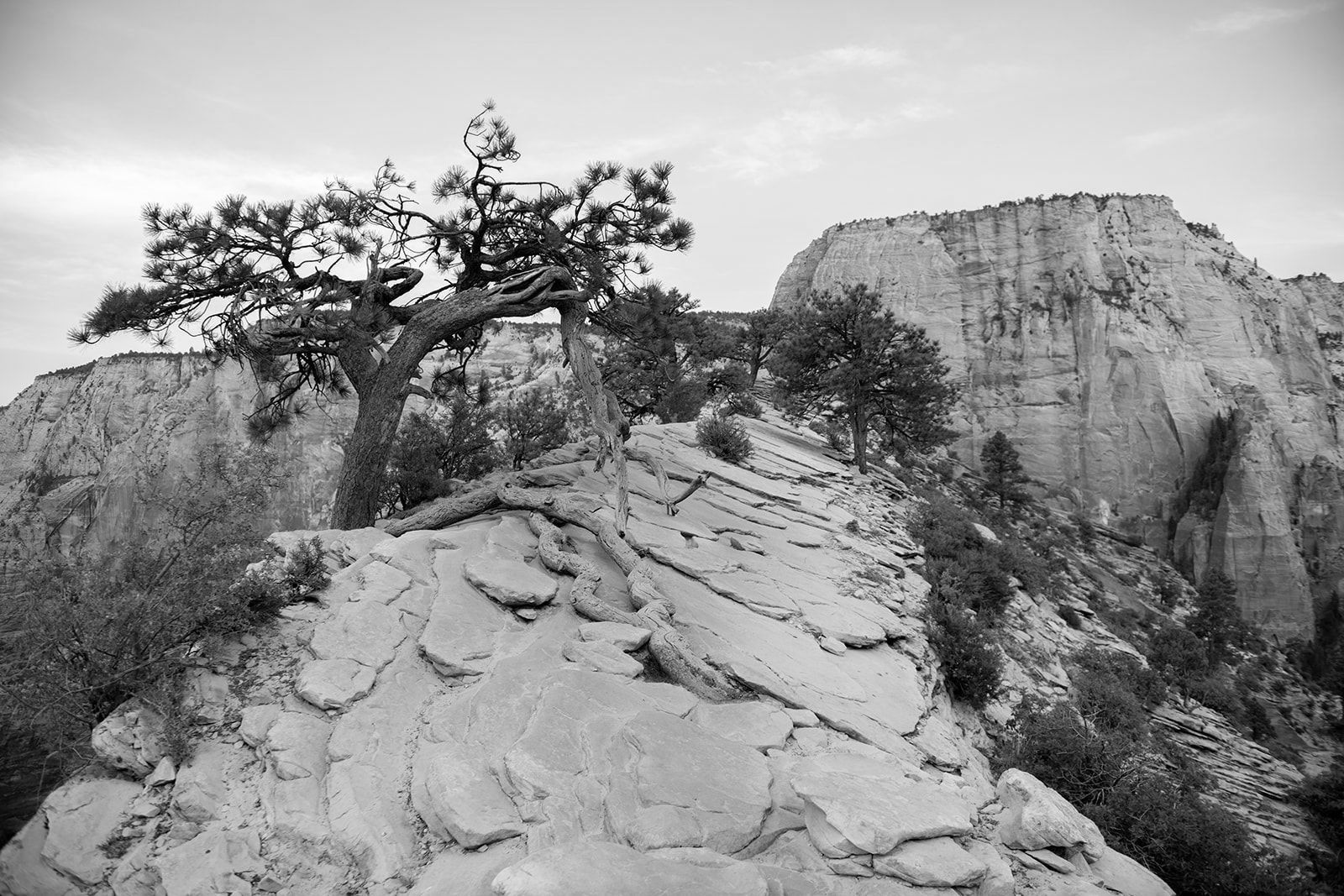 A rocky outcrop with a windswept tree, overlooking a canyon in black and white.