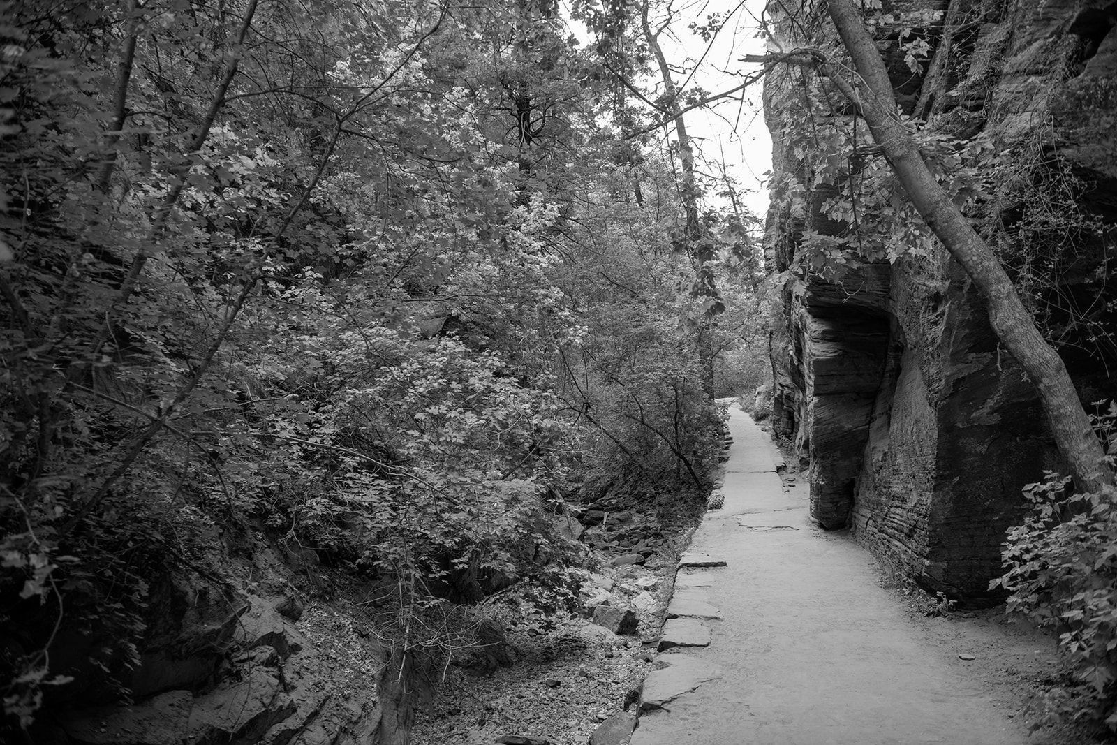 Narrow pathway through a canyon, flanked by dense foliage on one side and rock walls on the other.