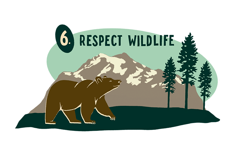 Brown bear walking near a mountain, trees. 