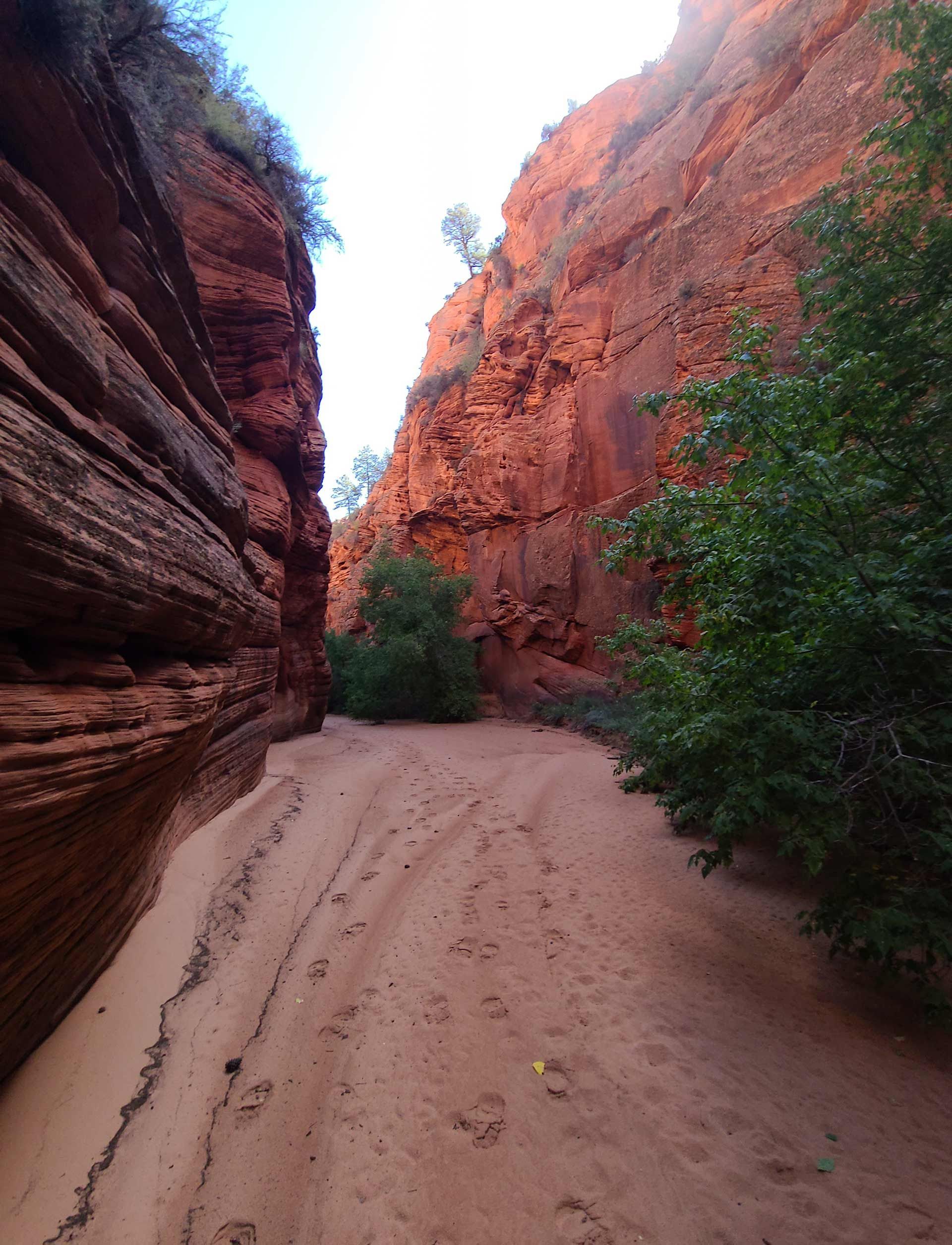 Red rock canyon with sandy path and green foliage.