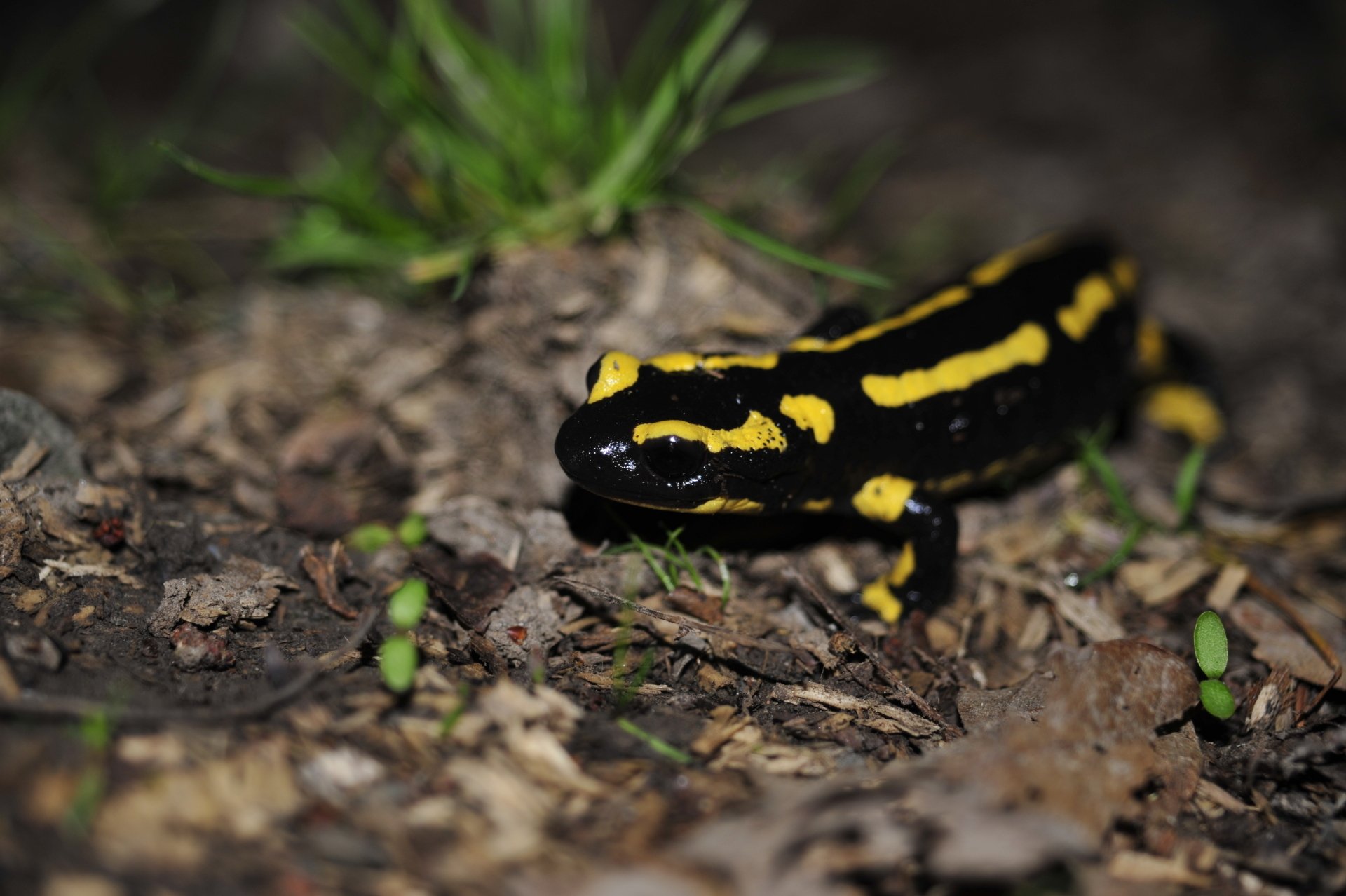 Bilder Schwanzlurche