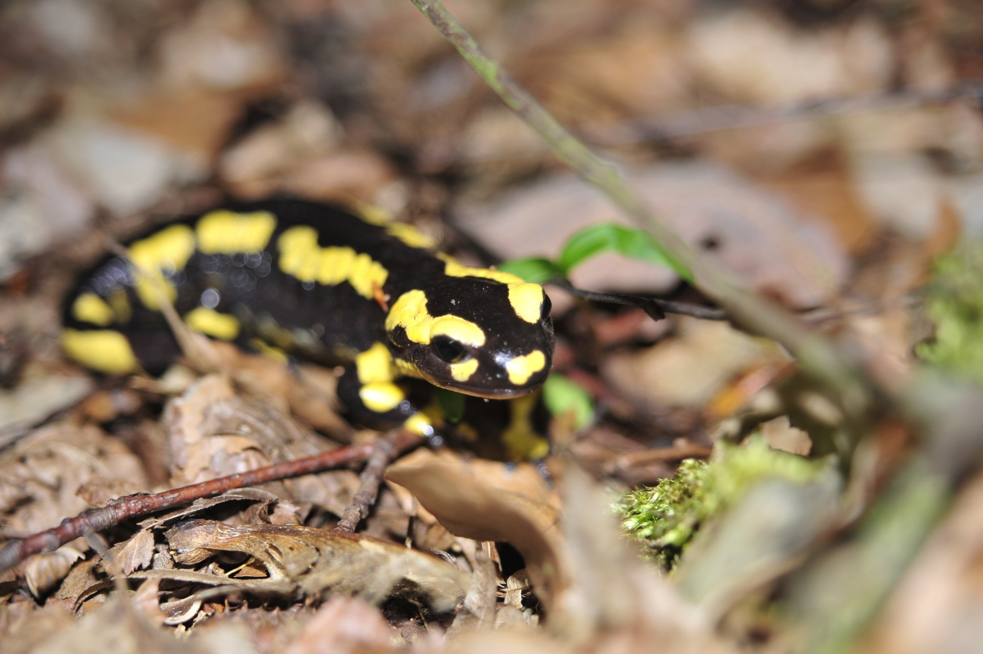 Bilder Schwanzlurche 2019
