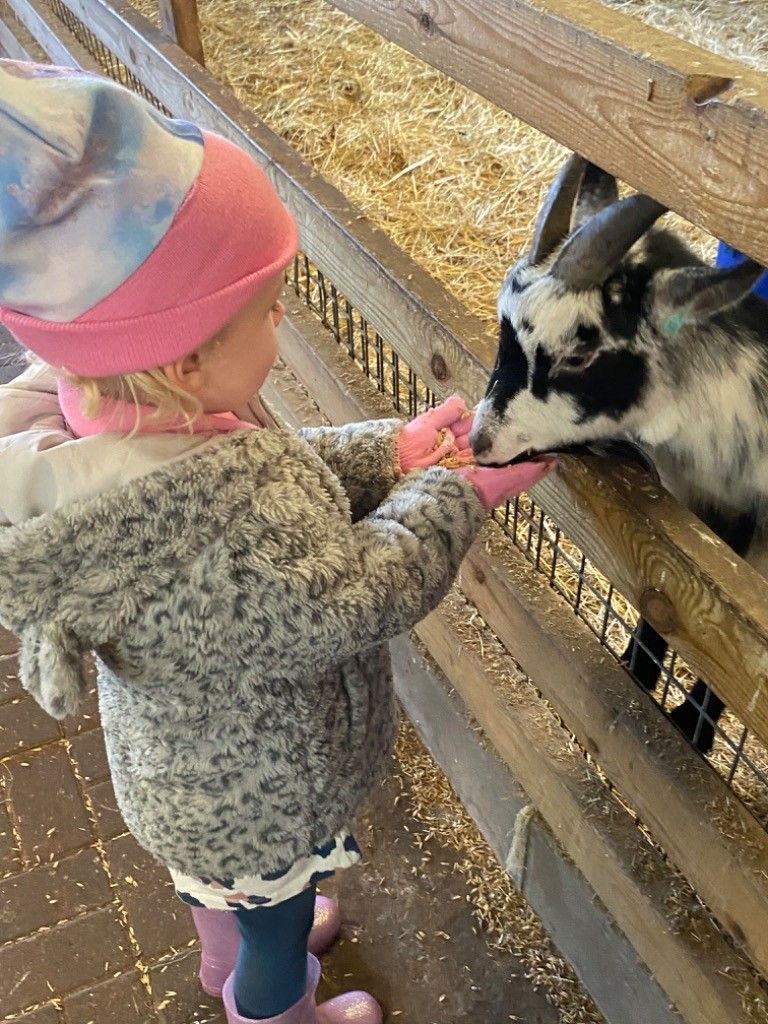 Child in pink hat feeding a goat through a wooden fence at a petting zoo