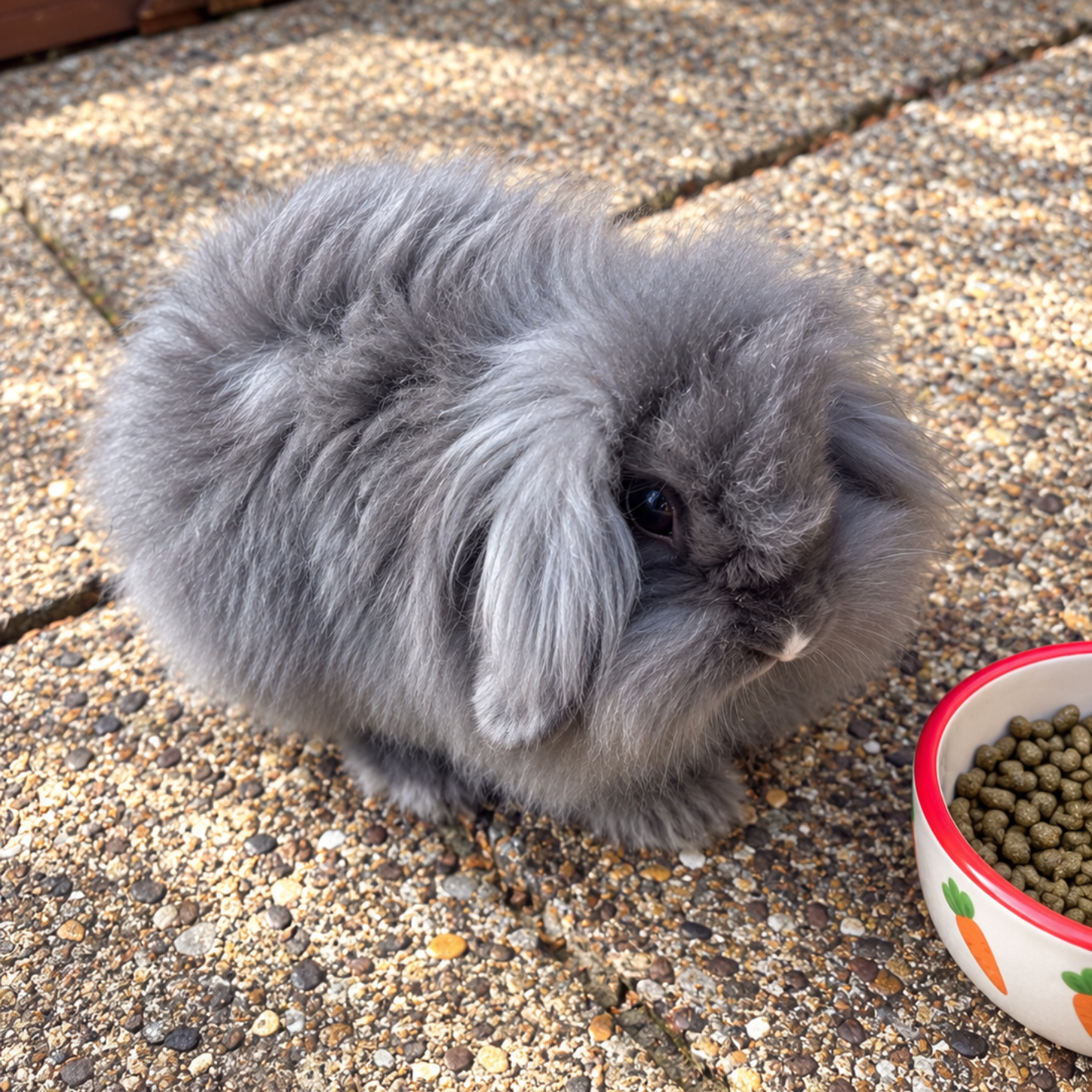 Bella Brown chicken standing on a porch beside bowls of feed and water