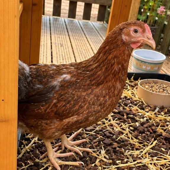 Popsy Brown chicken standing on a porch beside bowls of feed and water
