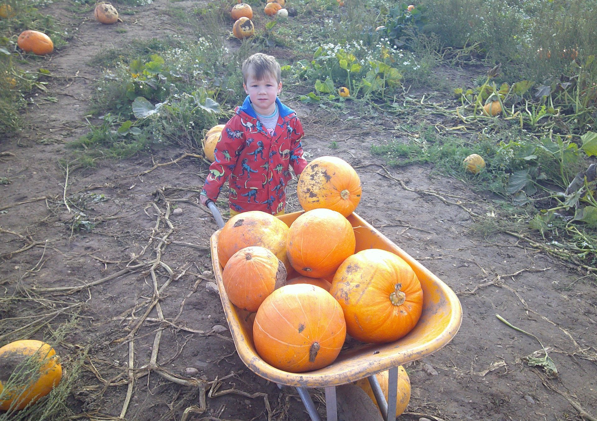 Child standing behind a wheelbarrow full of pumpkins in a field